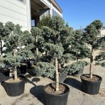 Céder atlantský (Cedrus atlantica) ´GLAUCA´ - výška 160-180cm, kont. C55L-BONSAJ